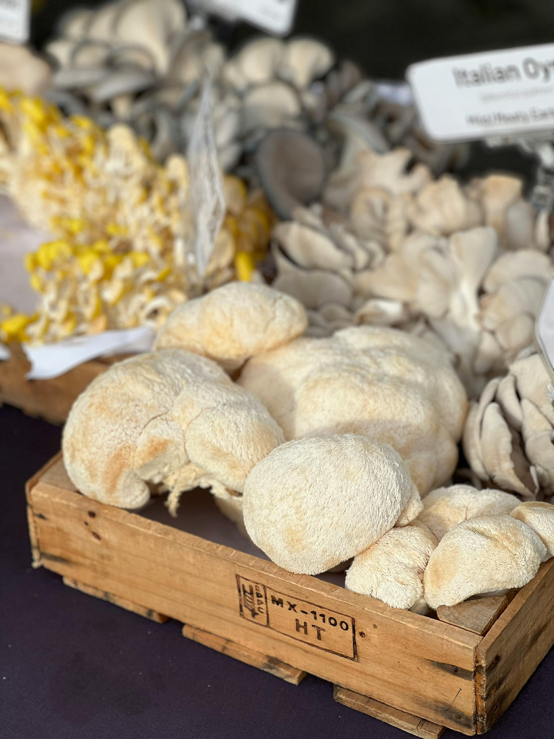 Lion’s Mane Mushroom