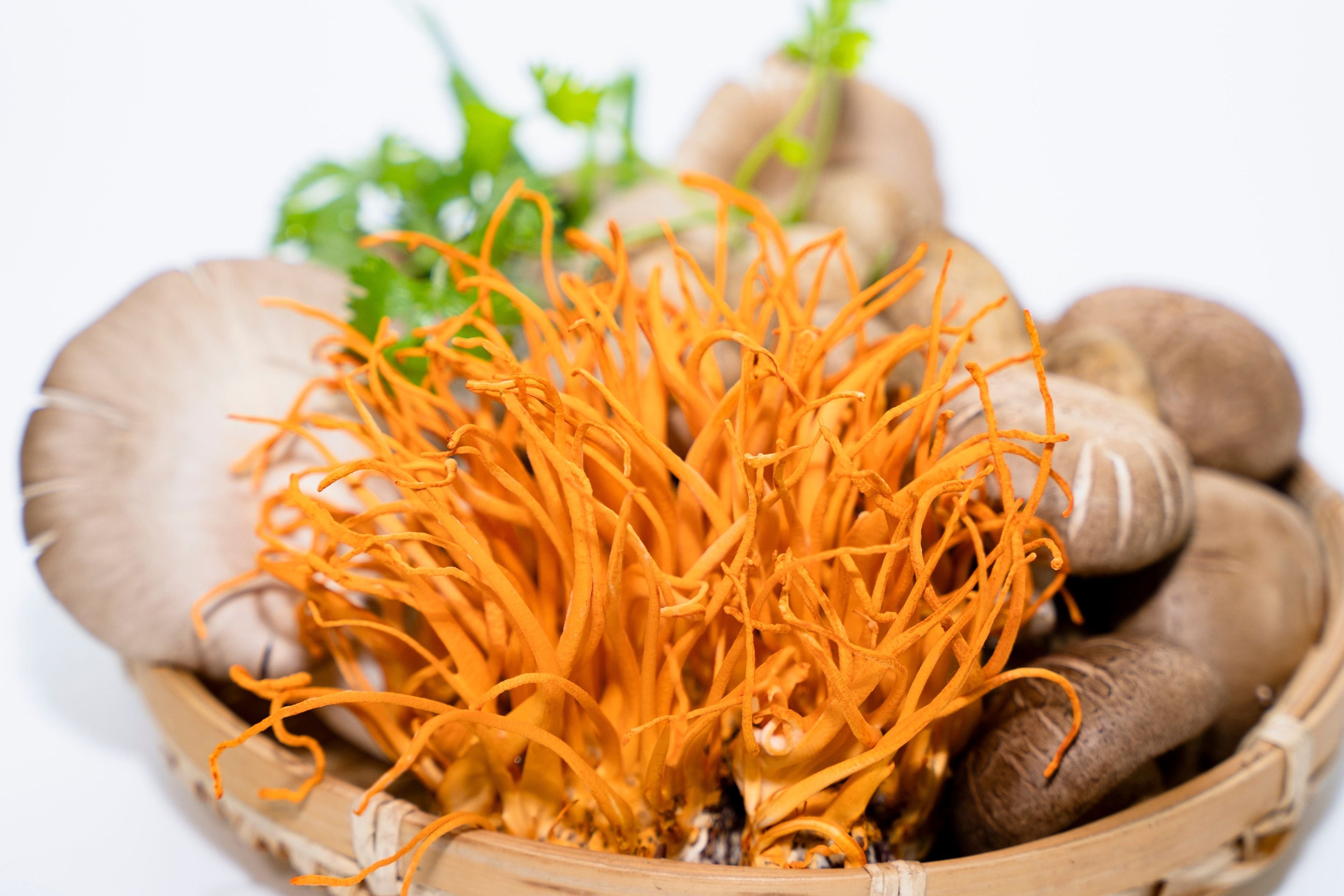 Cordyceps Mushroom: Role in the Mind's Eye Formula