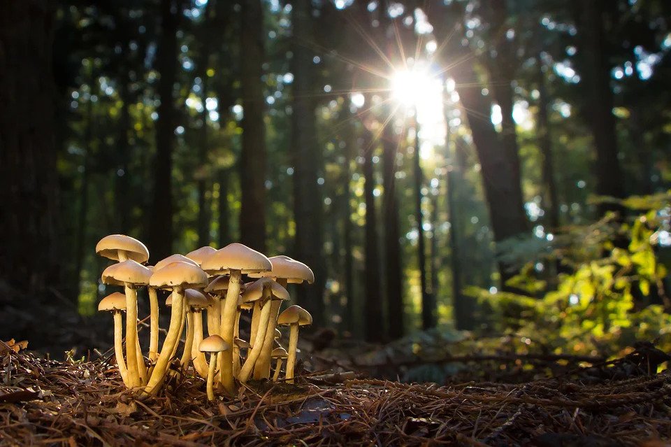 The Mushrooms Of Medicine Box, Part: Mind's Eye Introspection