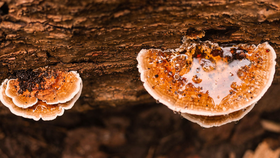 Reishi Mushroom