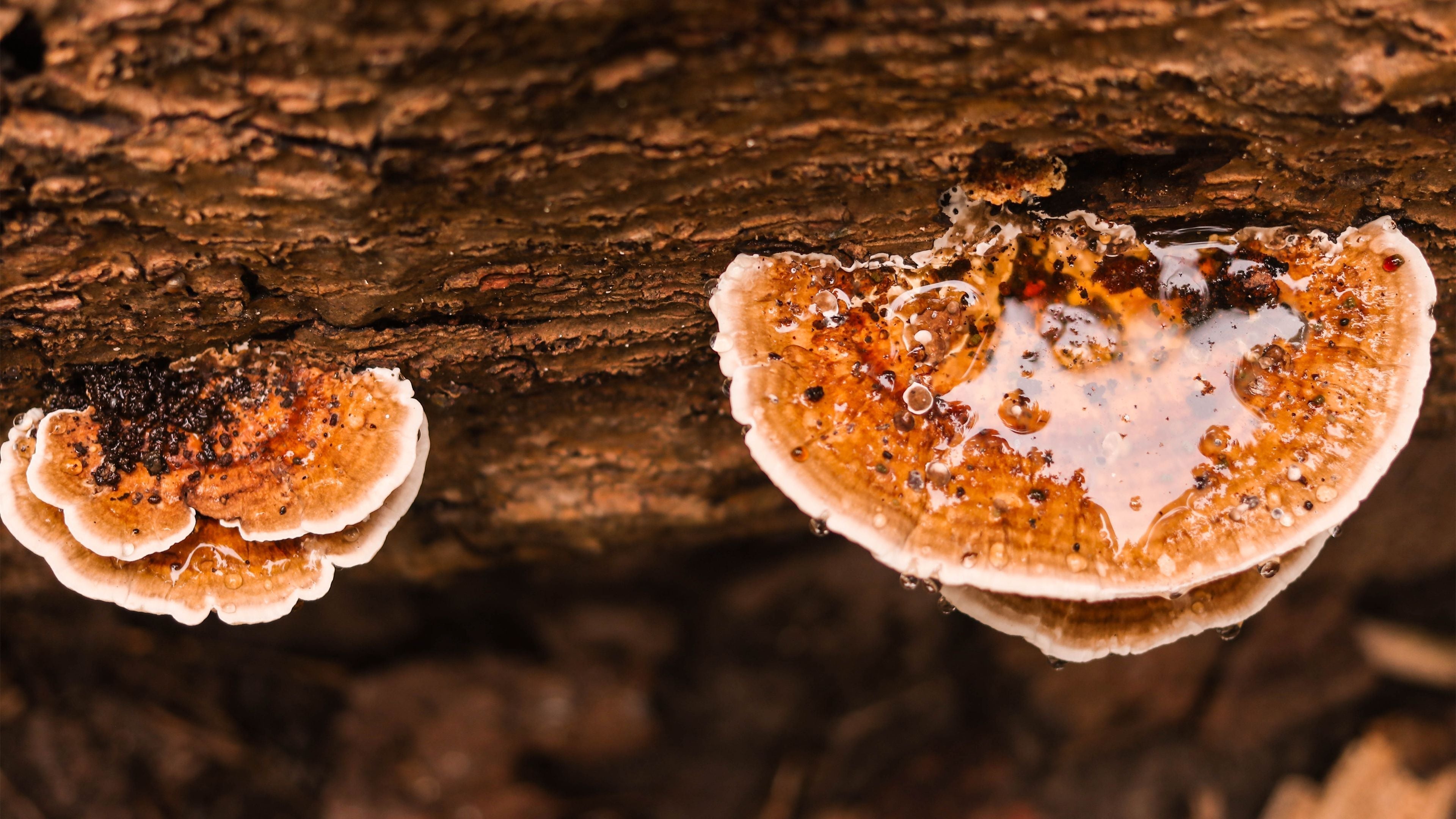 Reishi Mushroom
